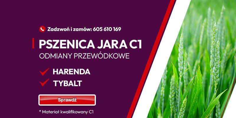 PSZENICA JARA - PRZEW&Oacute;DKOWA - GRAFIKA