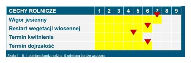 Cechy rzepaku DK Plener