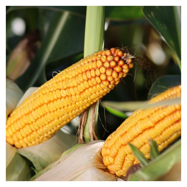 Kukurydza KWS Kaduro
