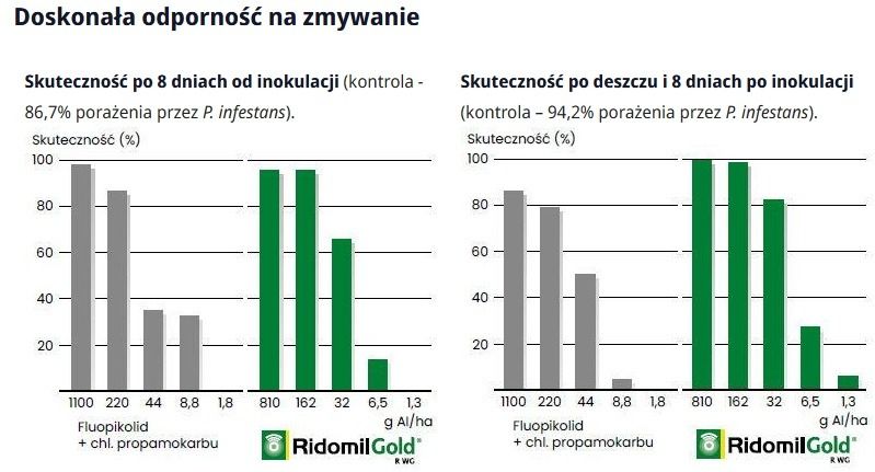 Odporność na deszcz Ridomil Gold R Syngenta